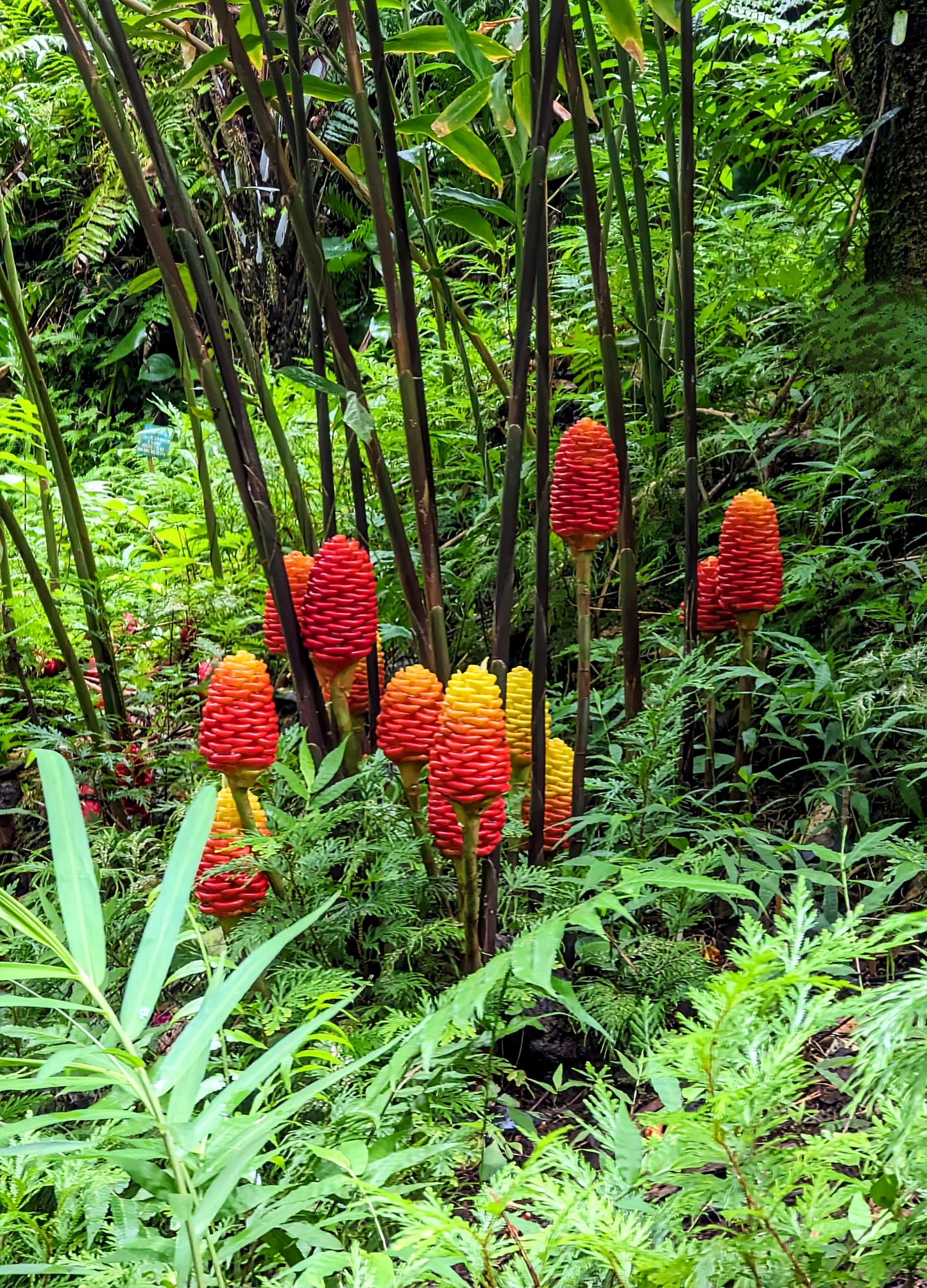 Hawaii Series—Beehive Ginger Prints