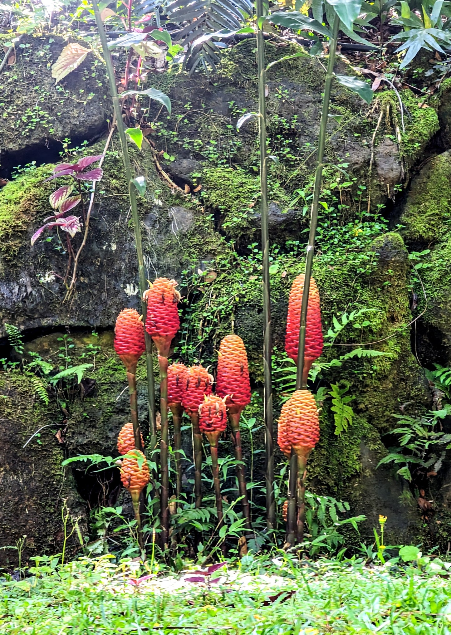 Hawaii Series—Beehive Ginger Prints