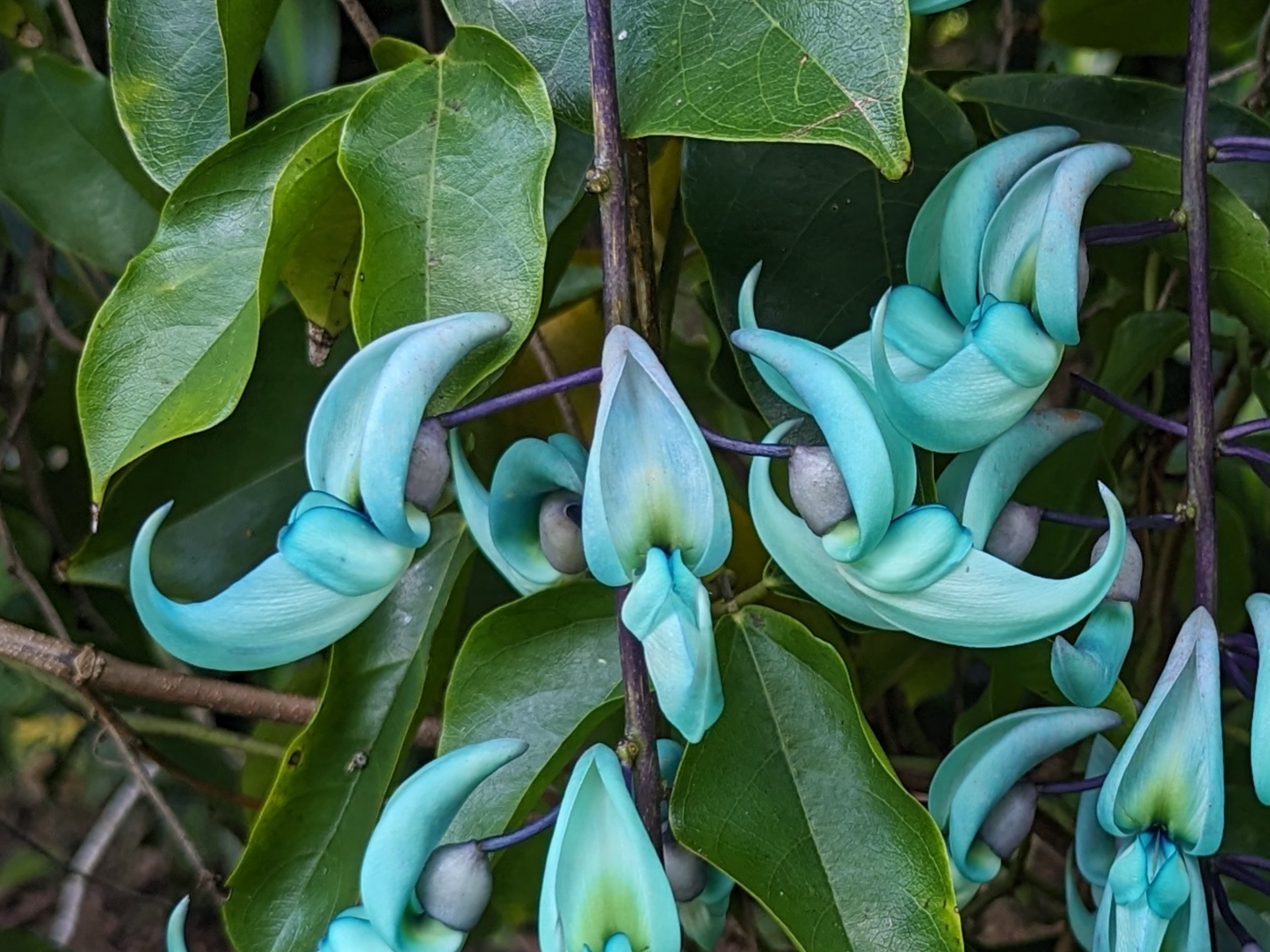 Hawaii Series—Jade Vine Flowers